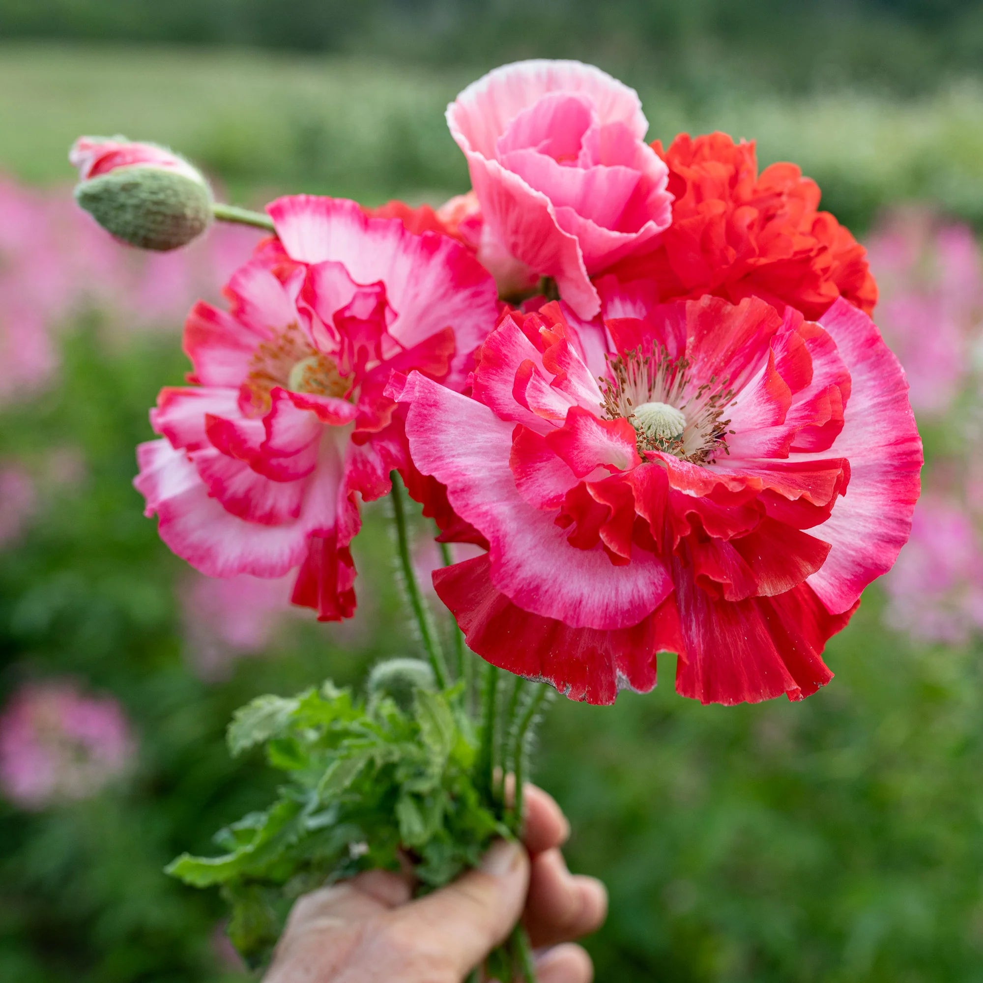 Supreme Poppy Seeds