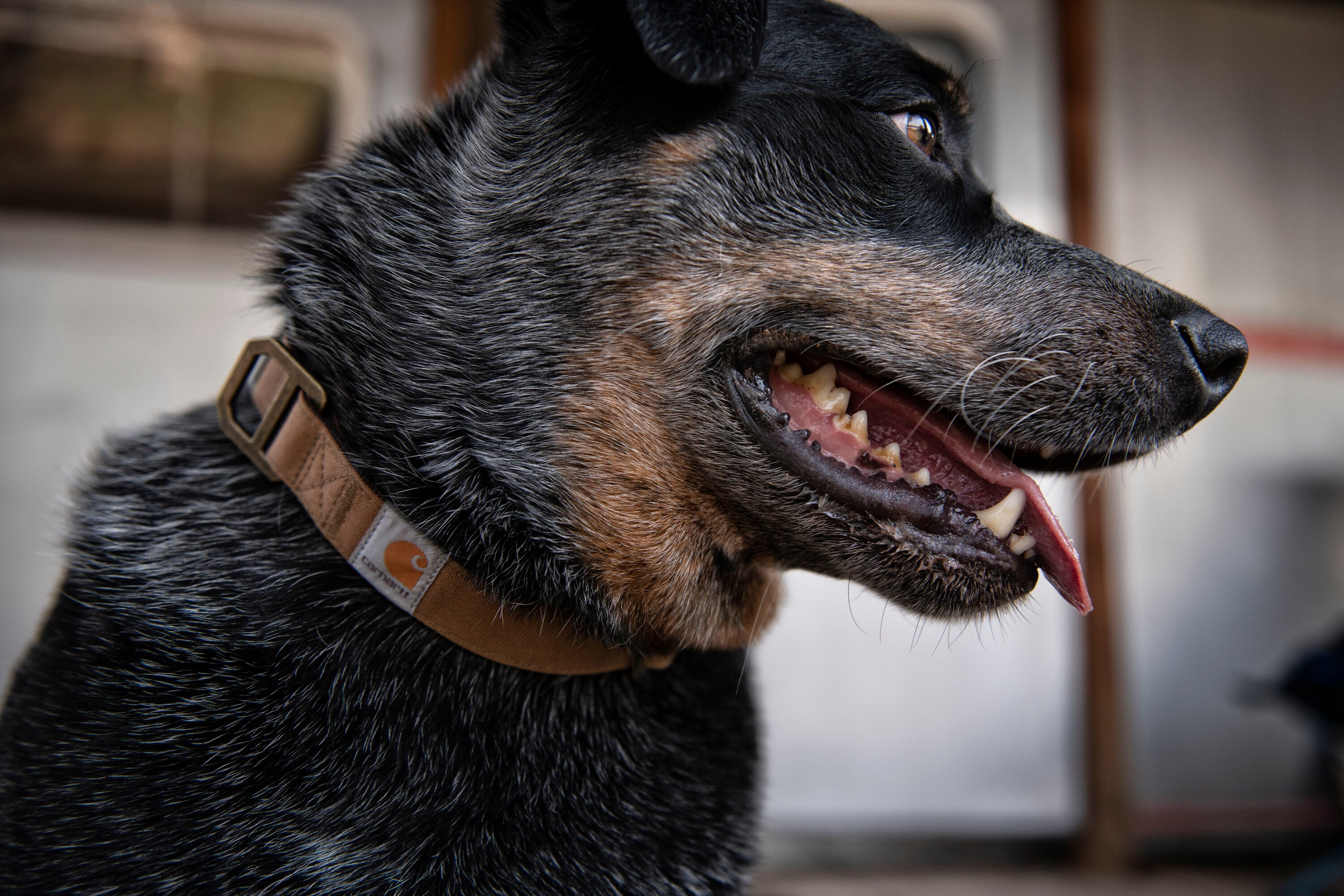 Carhartt Dog Collar Deep Wine