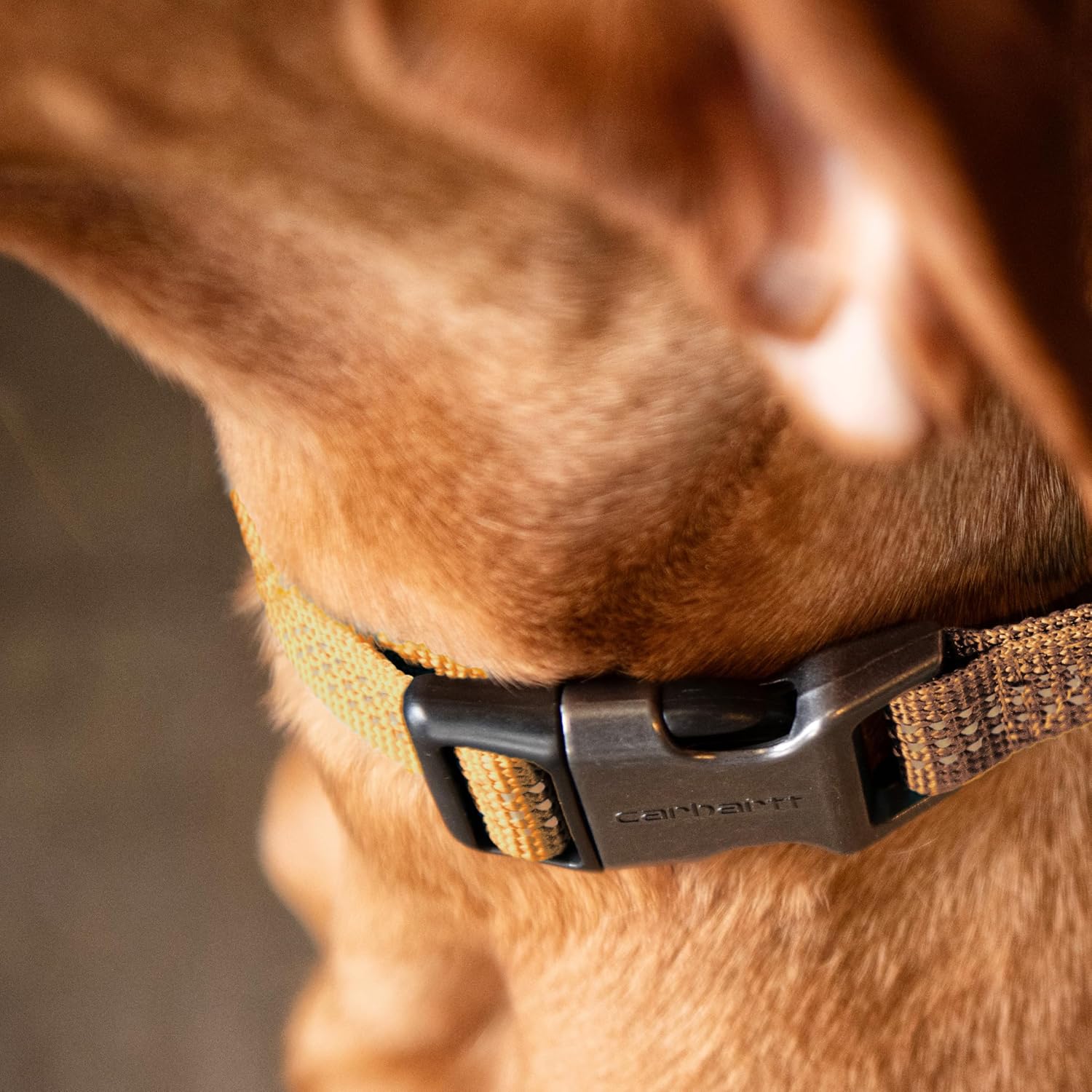 Carhartt Dog Collar Coral Glow